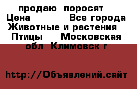 продаю  поросят  › Цена ­ 1 000 - Все города Животные и растения » Птицы   . Московская обл.,Климовск г.